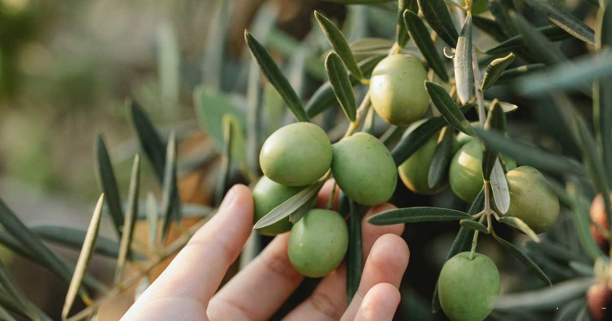روغن زیتون