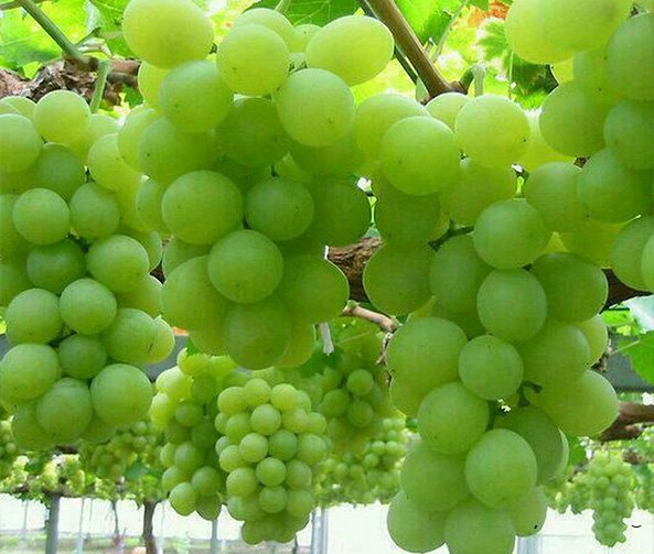 روغن زیتون